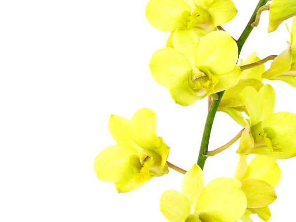 Výrazné zelené květy orchidejí s pobočkou izolovaných na bílém pozadí — Stock fotografie