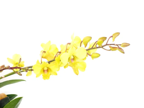 Auffallend grüne Orchideenblüten mit Zweig isoliert auf weißem Hintergrund — Stockfoto