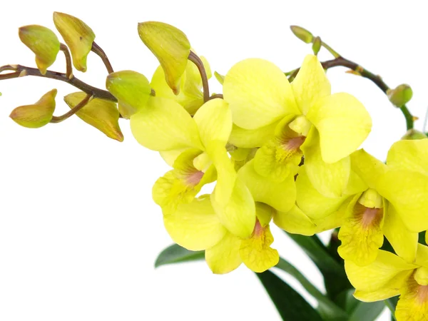 Notáveis flores de orquídeas verdes com galho isolado no fundo branco — Fotografia de Stock