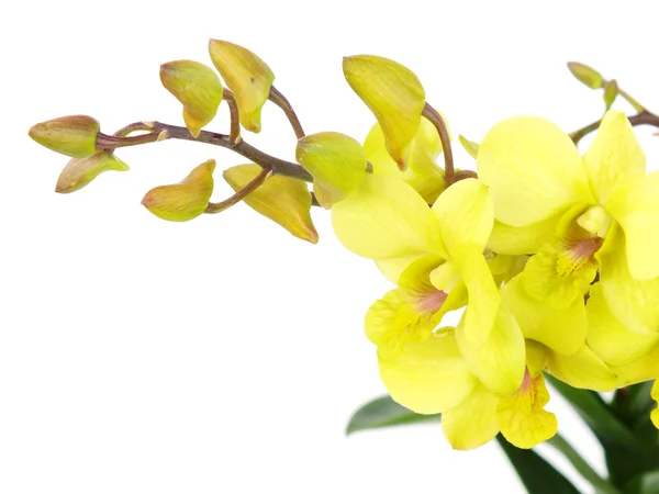 Llamativas flores de orquídea verde con rama aislada sobre fondo blanco — Foto de Stock