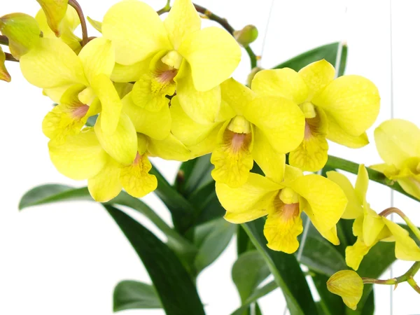 Opvallende groene orchidee bloemen met branch geïsoleerd op witte achtergrond — Stockfoto