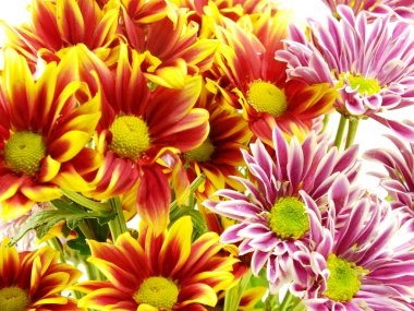 güzel Kasımpatı pembe çiçekler buket