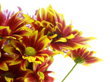 güzel krizantem sarı çiçek buketi