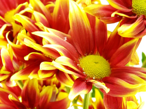 güzel krizantem sarı çiçek buketi