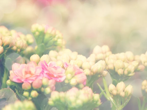 Flowers in the garden with vintage and retro filter effect — Stock Photo, Image