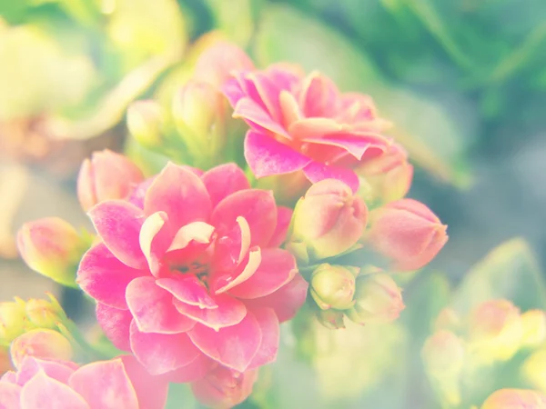 Blumen im Garten mit Vintage und Retro-Filtereffekt — Stockfoto