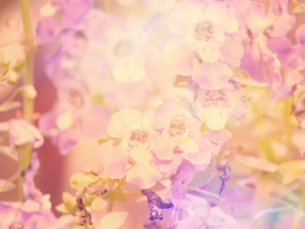 Flores no jardim com efeito de filtro retro — Fotografia de Stock
