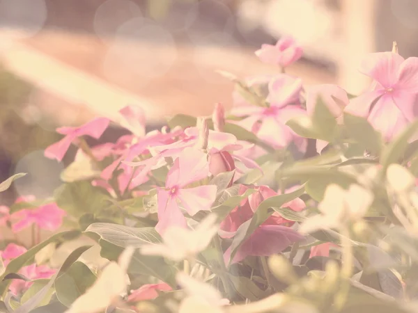 Flores en el jardín con efecto de filtro retro — Foto de Stock
