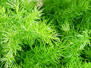 Yeşil Yapraklar duvar arkaplanı