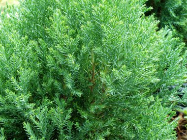 Yeşil Yapraklar duvar arkaplanı