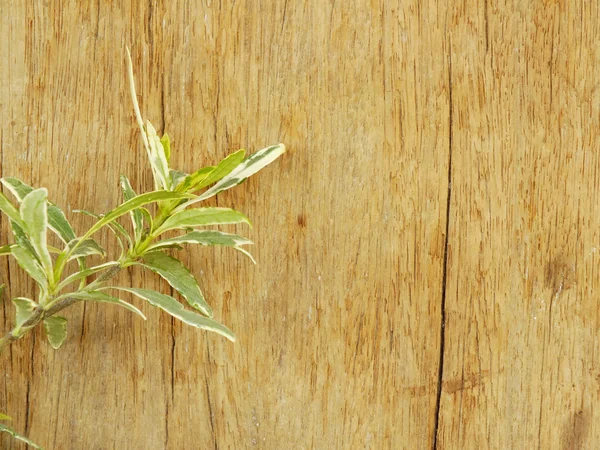 Verde dejar textura con fondo de madera —  Fotos de Stock