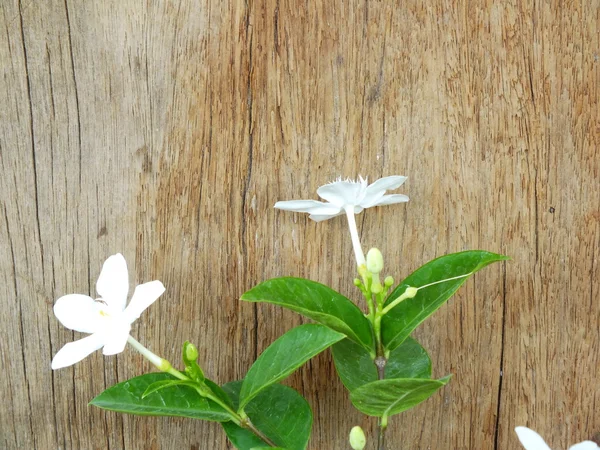 White flowers on wooden background — Stock Photo, Image