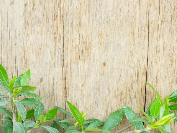 Hojas verdes sobre el viejo fondo de madera —  Fotos de Stock