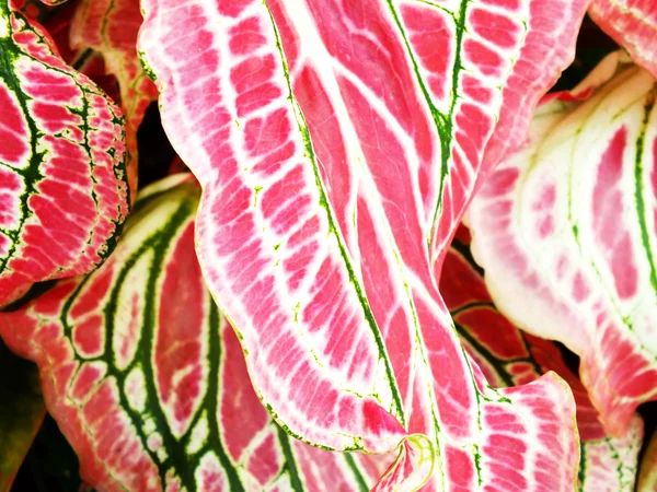 Mooie paarse groene en witte caladium plant bladeren — Stockfoto