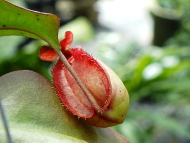 Yeşil nepenthes etçil bitki doğa arka plan