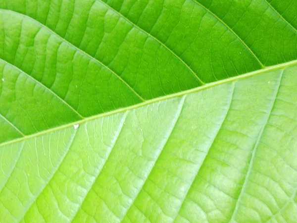 Nahaufnahme Detail der Blätter Pflanze im Garten Natur Hintergrund grün Hintergrund — Stockfoto