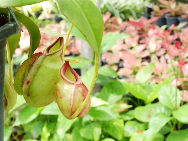 Hijau nepenthes karnivora latar belakang alam tanaman — Stok Foto