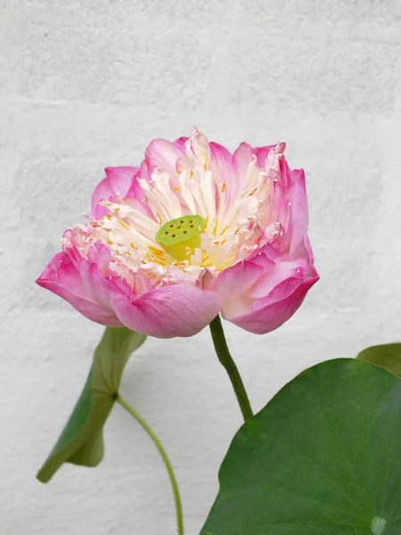 Hermoso rosa flor de loto plantas naturaleza fondo — Foto de Stock