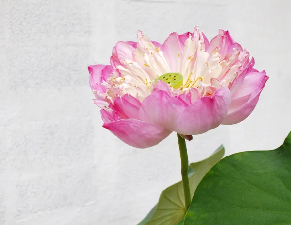 beautiful pink lotus flower plants nature background