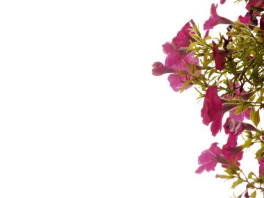 çerçeve yaz çiçek ve kopya alanı çiçek arka plan