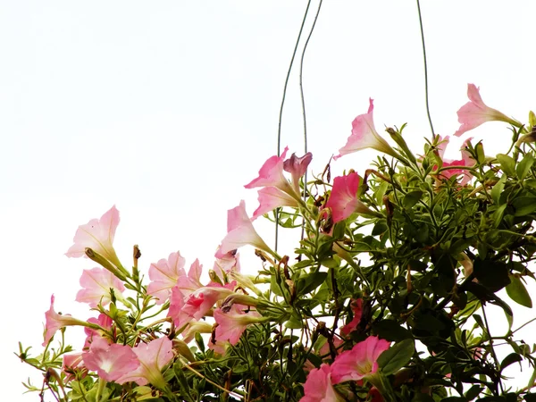 Rám z letních květin a květinové pozadí kopírovat prostor — Stock fotografie