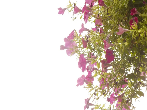 Cadre de fleurs d'été et l'espace de copie fond floral — Photo