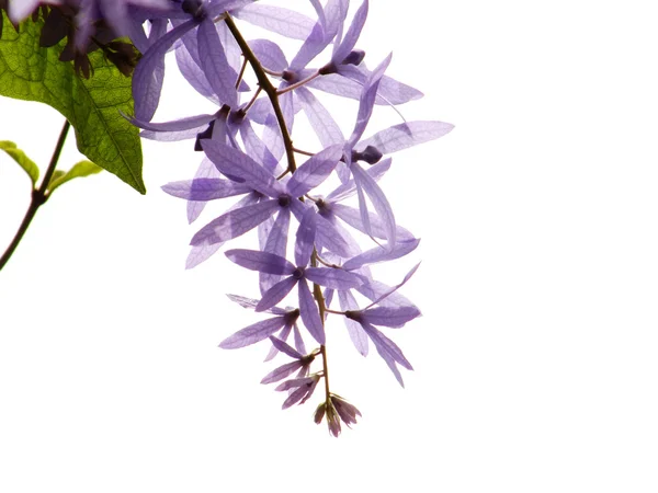 Bingkai dari bunga musim panas dan salinan latar belakang bunga ruang — Stok Foto