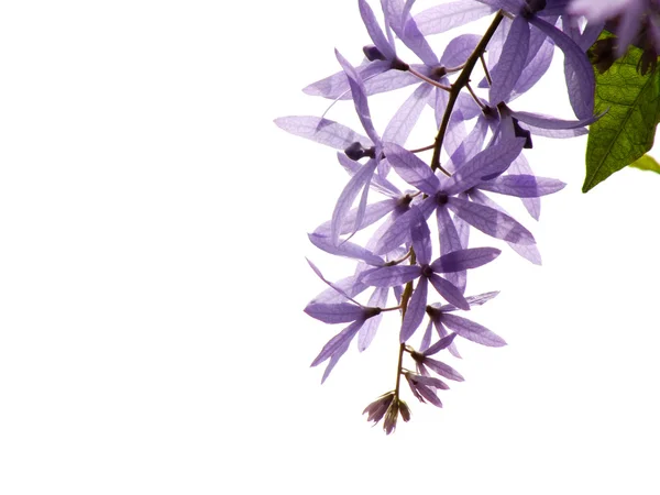 Bingkai dari bunga musim panas dan salinan latar belakang bunga ruang — Stok Foto