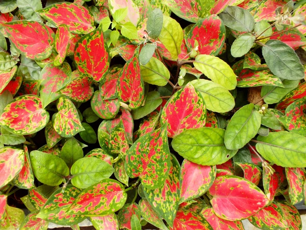 Nahaufnahme Detail der Blätter Pflanze im Garten Natur Hintergrund grün Hintergrund — Stockfoto