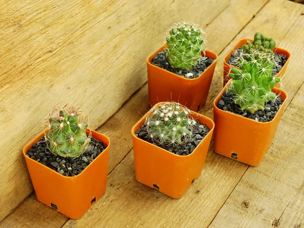 Cactus and succulents collection in small flowerpots on wood background texture — Stock Photo, Image