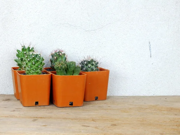 Colección de cactus y suculentas en macetas pequeñas sobre textura de fondo de madera —  Fotos de Stock