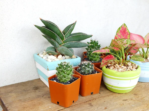 Raccolta di cactus e piante grasse in piccoli vasi da fiori su fondo legno — Foto Stock