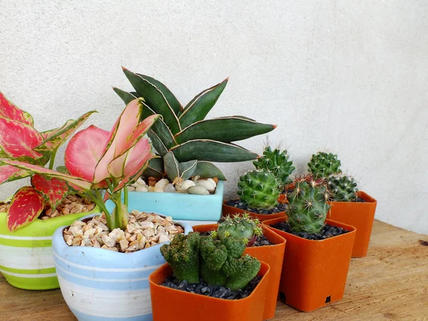 Colección de cactus y suculentas en macetas pequeñas sobre textura de fondo de madera — Foto de Stock