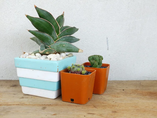 Collection de cactus et de plantes succulentes en petits pots de fleurs sur fond de bois — Photo