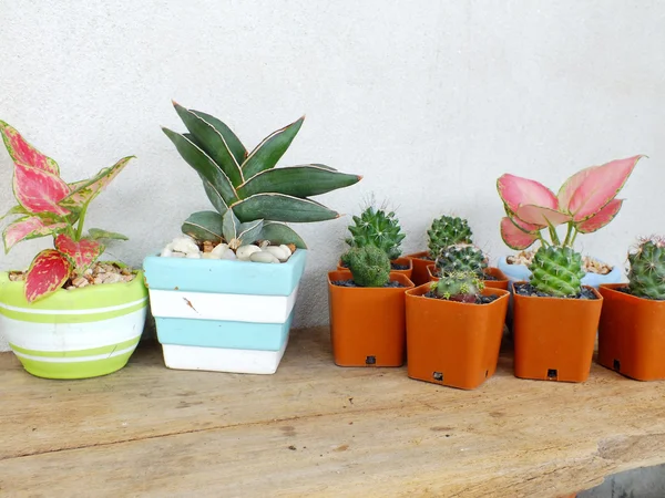 Colección de cactus y suculentas en macetas pequeñas sobre textura de fondo de madera —  Fotos de Stock