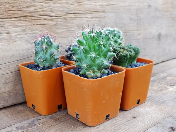 Colección de cactus y suculentas en macetas pequeñas sobre textura de fondo de madera — Foto de Stock