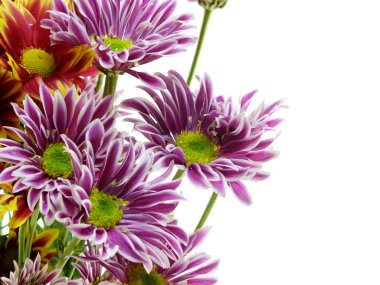 güzel Kasımpatı pembe çiçekler buket