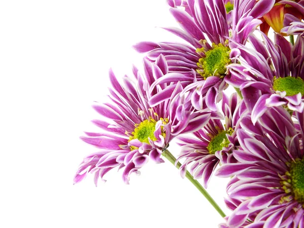 Hermoso ramo de flores de color rosa crisantemos — Foto de Stock