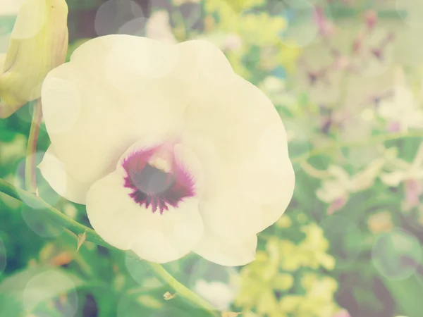 Hermosa flor de orquídea con filtros de color — Foto de Stock