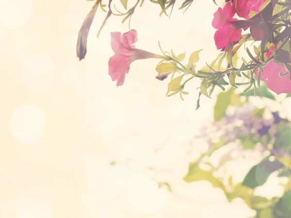 컬러 필터와 아름 다운 꽃 — 스톡 사진