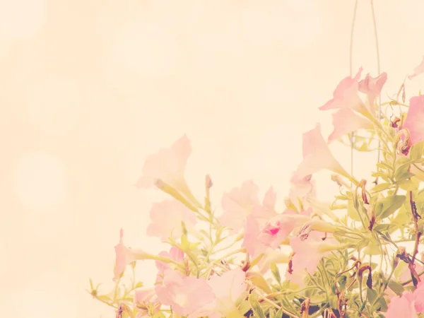 아름 다운 꽃 만든 빈티지 컬러 필터 — 스톡 사진