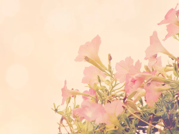Piękne kwiaty wykonane vintage kolorowe filtry — Zdjęcie stockowe
