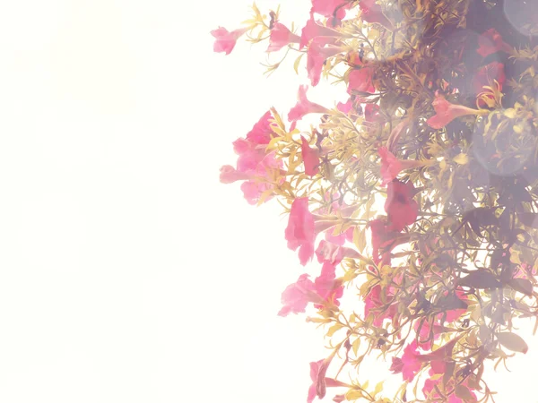 Beautiful flowers made vintage color filters — Stock Photo, Image