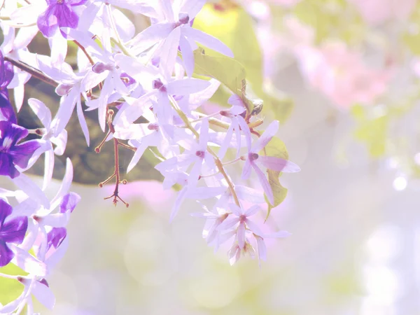 Belas flores feitas filtros de cor vintage — Fotografia de Stock