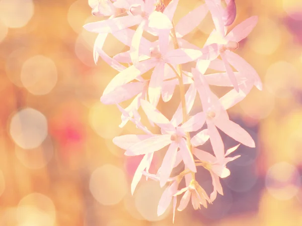 아름 다운 꽃 만든 빈티지 컬러 필터 — 스톡 사진