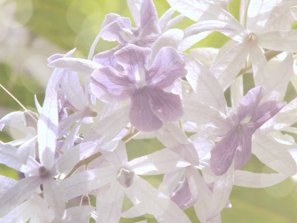 Belas flores feitas filtros de cor vintage — Fotografia de Stock