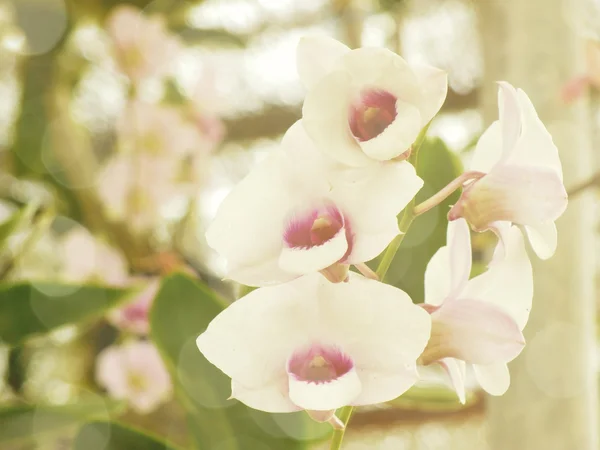 Orchideeën bloem bud natuur achtergrond met filterkleur — Stockfoto
