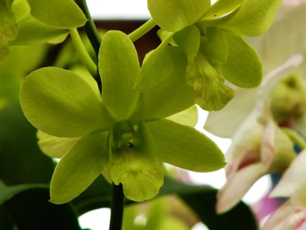 Orquídeas flor broto natureza fundo com cor de filtro — Fotografia de Stock