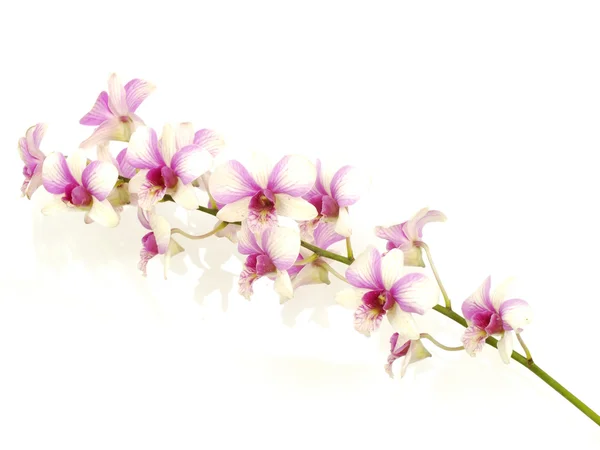 Brote de flor de orquídea rosa aislado sobre fondo blanco ; — Foto de Stock