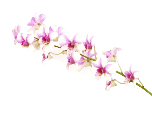 Brote de flor de orquídea rosa aislado sobre fondo blanco ; — Foto de Stock